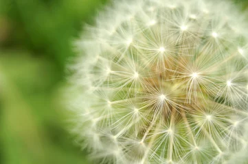Rolgordijnen macrophotography of a seed head of a dandelion in meadow © Carmen Hauser