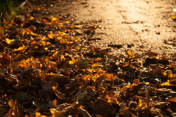 Brown leaves lying on asphalt in the sun.