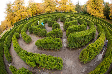 Wide angle view of a hedge maze in a park.