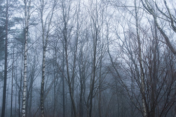 A grey, foggy and mystical forest.