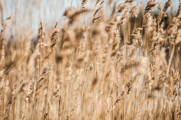 Fototapeta premium A field of reeds waving in the wind.