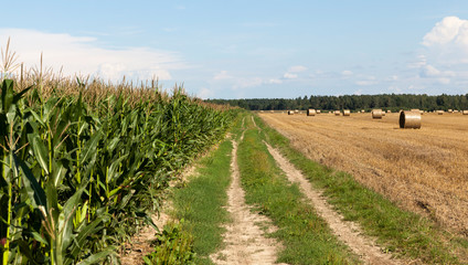 Fototapeta na wymiar Road corn field wheat.