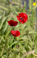 The red poppy (Papaver rhoeas) with buds in the sunlight