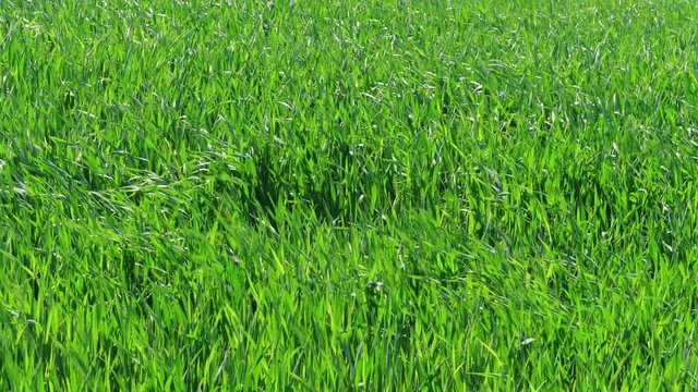 Green grass, blowing breeze, wind blast, wheat field. Nature background, storm at spring day. Lawn ground, young wheat on field under gale. Cereal plant, bread corn, rye, oat, rice. Landscape herbage