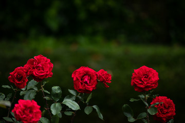 薔薇セブン