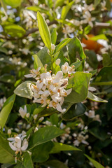 A branch of a blossoming lemon tree close-up