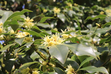 仏事の花・シキミ