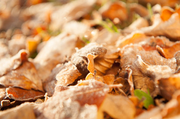 Leaves in the sun lying in the grass.