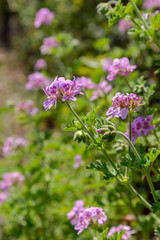 Ornamental plant (Pelargonium graveolens) with lilac flowers grows in the garden