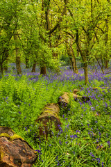 Bluebell Forest in Spring