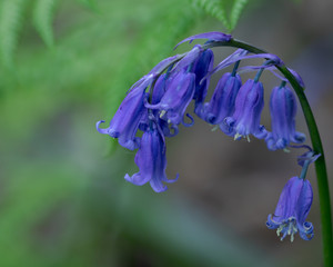 Bluebell Macro in Forest