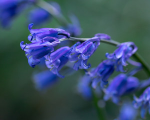 Bluebell Macro in Forest