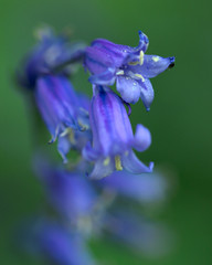 Bluebell Macro in Forest