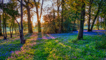 Sunrise in a bluebell wood, Hambledon, Hampshire, UKf - obrazy, fototapety, plakaty