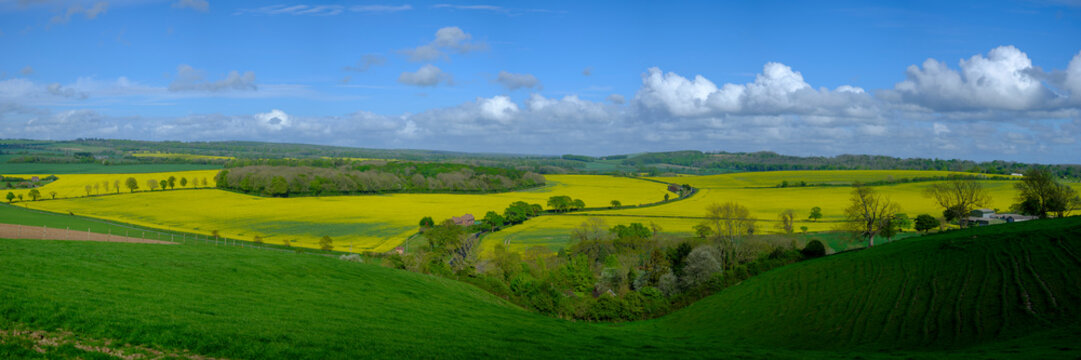 Stitched panorama of the Hambledon valley in spring with rapeseed fields in full bloom