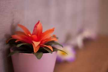  Flowers in Blurred Background