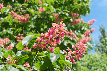 Pink horse chestnut flowers on a background of green leaves