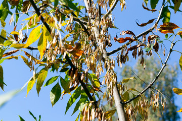 Maple helicopters, ash