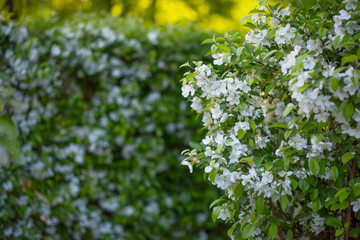 Jasmine blossoms in the Park with white flowers