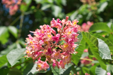 Pink horse chestnut flowers on a background of green leaves