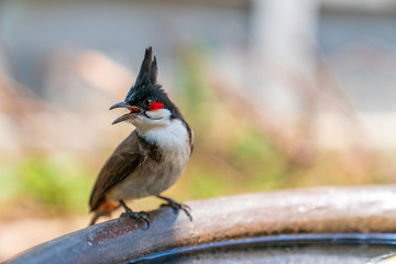 Bulbul bird, song bird stand near water and looking for something