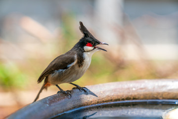 Bulbul bird, song bird stand near water and looking for something