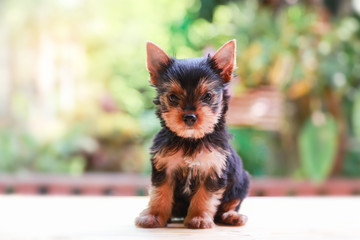 yorkshire terrier felling happy , Cute puppy yorkie stand on the wood table on the nature...