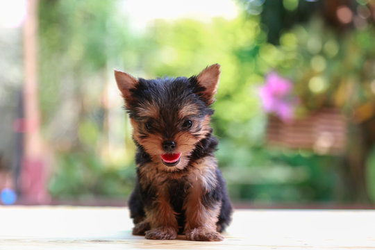 yorkshire terrier felling happy , Cute puppy yorkie stand on the wood table on the nature background with happy face