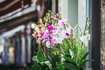 Bouquet d'orchidée sur l'étal d'un fleuriste