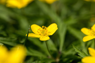 Brightly yellow flowers of Euriops against the background of gently green foliage in sunny spring day. Ready photo background. Soft focus. Macro.