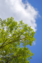 新緑エコイメージ 新緑と青空に雲