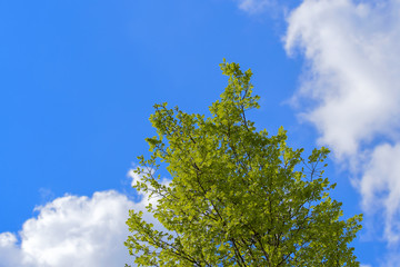 新緑エコイメージ 新緑と青空に雲