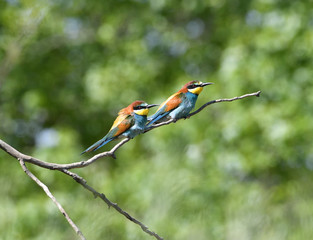 Bienenfresser auf Ast