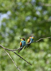 Bienenfresser auf Ast