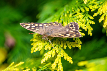 Speckled wood butterfly resting et getting a spring sun bath on a green branch