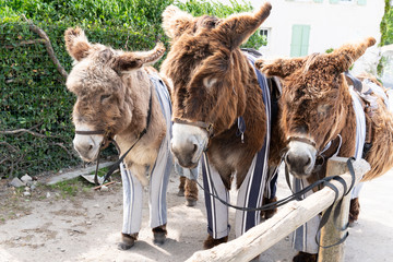 three tourist french donkey in ile de Re island french for tourism travel