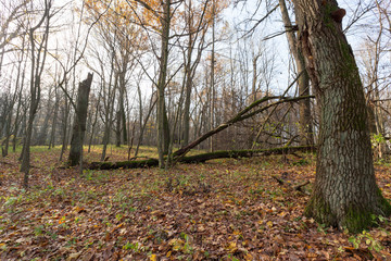 Old forest in the autumn season