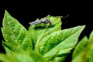 Mosquito on a leaf.