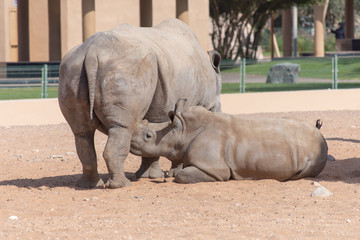 A mother and baby rhinoceros nursing  in the sand in the desert. (Ceratotherium simum)