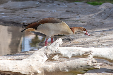 Egyptian Goose wandering around Abu Dhabi in the green grass near the mangroves (Alopochen aegyptiaca).