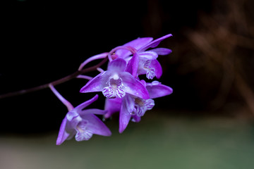Makroaufnahme rosaner Orchideen Blüten (dendrobium kingianum) Kings Dendrobium