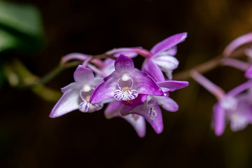 Makroaufnahme rosaner Orchideen Blüten (dendrobium kingianum) Kings Dendrobium
