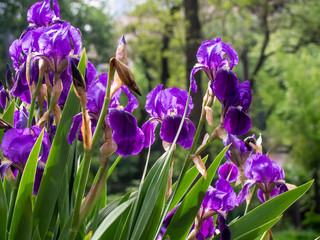 Cultivated flowerd of bearded iris are growing in garden. Kyiv, Ukraine.