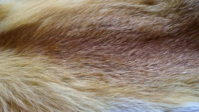Closeup view of texture of real animal fur.