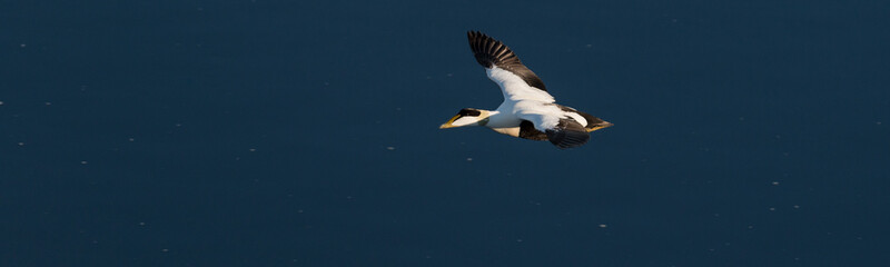 Eider ducks at Jokusarlong glacier lake in Iceland