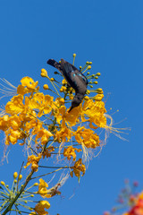 A Male Purple Sunbird shows off its glossy black body next to a yellow flower in Al Ain, United Arab Emirates (Cinnyris asiaticus). 