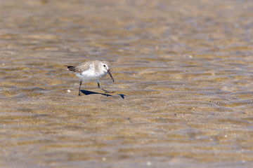 A Dunlin (sandpiper like bird) hunts for food at the beach in Muscat, Oman (Calidris alpina).