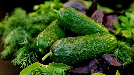 Fresh green cucumbers with dill, basil. Fresh vegetables