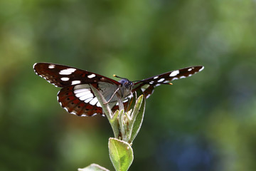 Mediterranean Honeysuckle butterfly ; Limenitis reducta