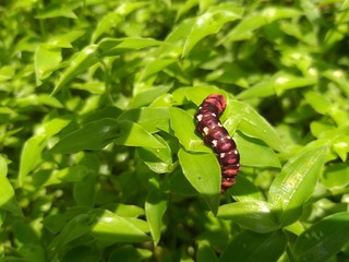 red bug on a leaf